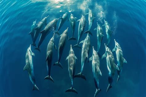 Exploring the Captivating Behavior of Dolphins