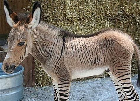 Exploring the Captivating World of Young Striped Equines