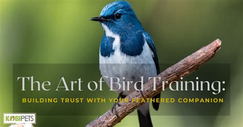 Exploring the Care and Training of a Feathered Companion