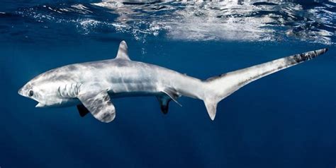 Exploring the Challenges of Maintaining a Shark as a Domestic Companion