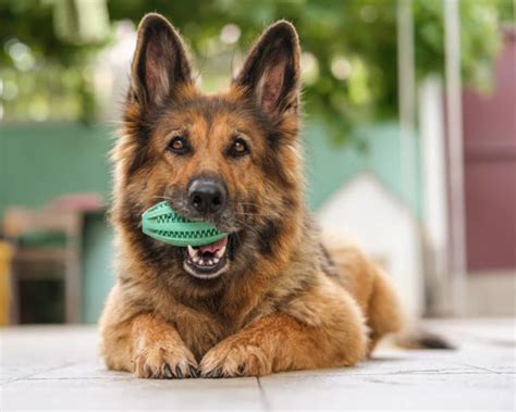 Exploring the Characteristics and Traits of the German Shepherd Breed