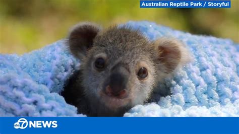 Exploring the Charming Universe of Baby Koalas