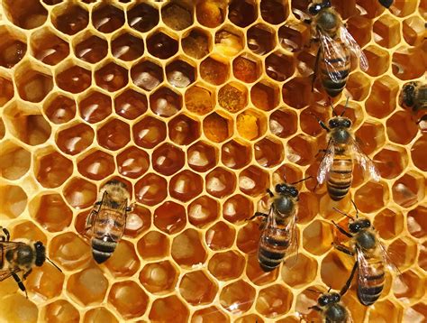 Exploring the Concept of Abundance through an Unoccupied Beehive