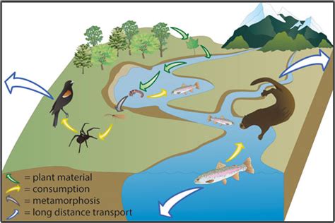 Exploring the Connection Between Aquatic Environments and Personal Development