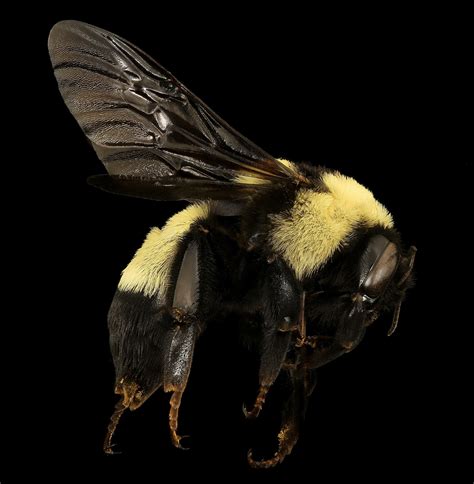 Exploring the Connection Between Bumblebees and Dreams from a Psychological Perspective