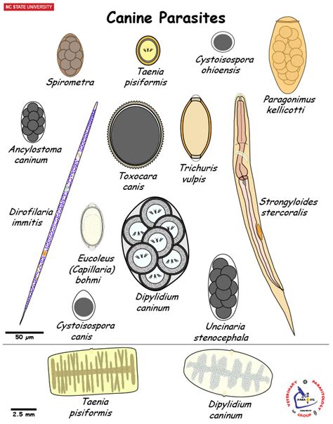 Exploring the Connection Between Canines, Parasites, and Human Emotional States