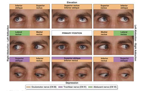 Exploring the Connection Between Eye Movements and the Interpretation of Visual Stimuli in Dreams