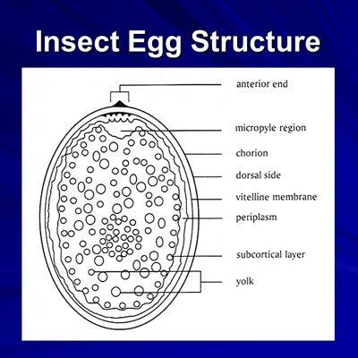 Exploring the Connection Between Insect Eggs and Transformation in Dreams