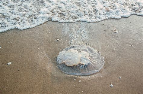 Exploring the Connection Between Jellyfish Stings and Emotional Turmoil