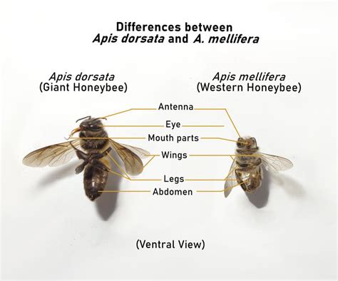 Exploring the Connection between Apis Dorsata Hymenoptera Stings and Personal Growth