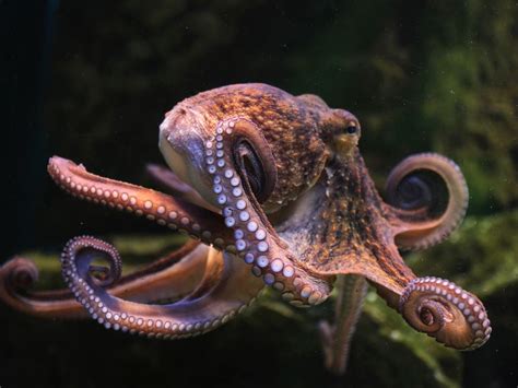 Exploring the Controversies Surrounding Live Octopus: Ethical Concerns and Cultural Perspectives