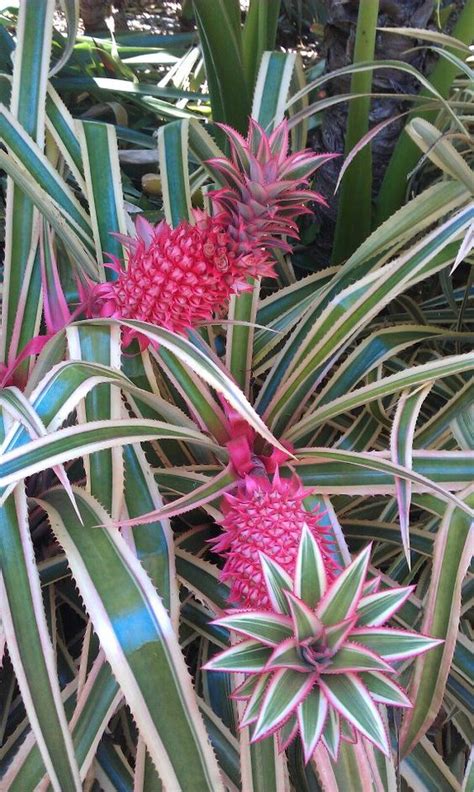 Exploring the Culinary Possibilities of the Exotic Pineapple Variety