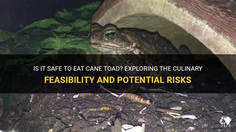 Exploring the Culinary Potential and Dangerous Risks: Scarlet Toadstools in the Culinary World