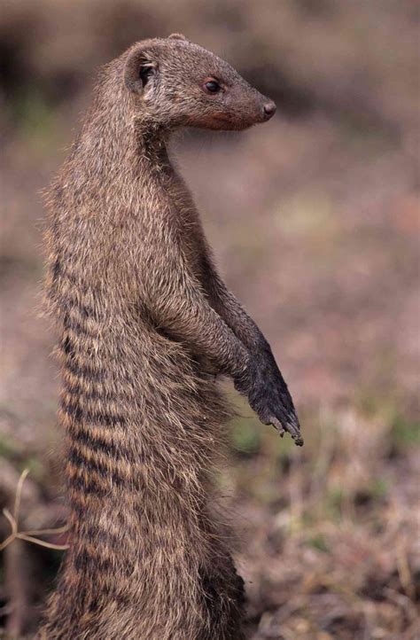 Exploring the Cultural Context of the Mongoose