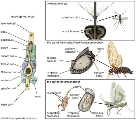 Exploring the Cultural Interpretations of Insect-Ejecting Visions