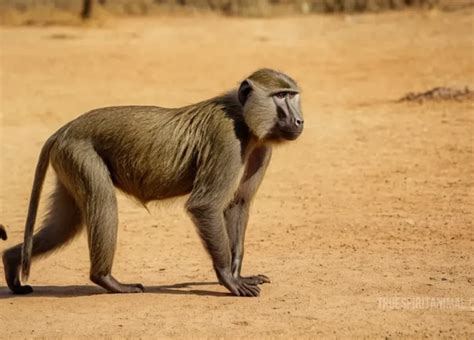 Exploring the Cultural Significance: Uncovering the Meaning Behind the Quest for a Primate Companion