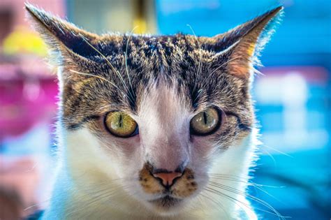 Exploring the Cultural Significance of Feline Companions