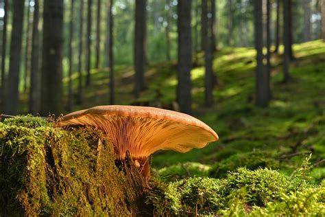 Exploring the Cultural Significance of Fungi Symbolism