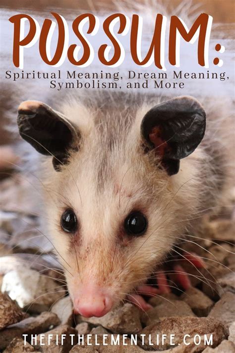 Exploring the Cultural Significance of Interpretations of Possum Symbolism