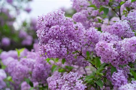 Exploring the Cultural Significance of Lilac in Dreams