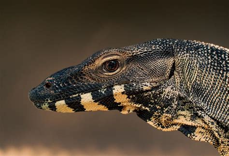 Exploring the Cultural Significance of Lizard Heads in Different Regions