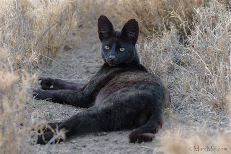 Exploring the Cultural Significance of Melanistic Feline Predators in Diverse Societies