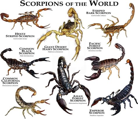 Exploring the Cultural Significance of Scorpions in Various Societies