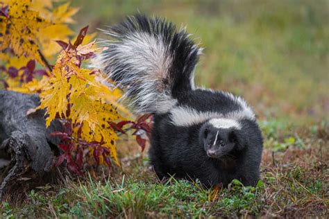 Exploring the Cultural Significance of Skunks in Symbolism