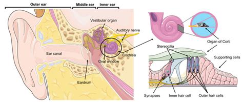 Exploring the Cultural Significance of an Additional Auditory Organ