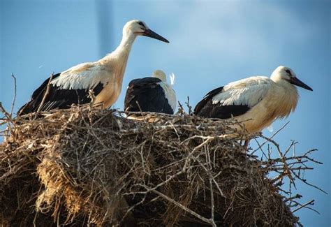 Exploring the Cultural Significance of the Enormous Bird