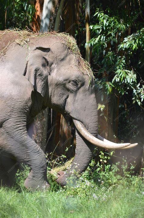 Exploring the Cultural Significance of the Ivory Pachyderm in Different Communities