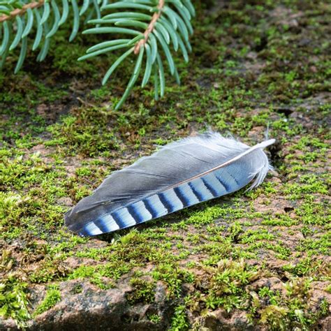 Exploring the Cultural and Historical Context of Feather Symbolism