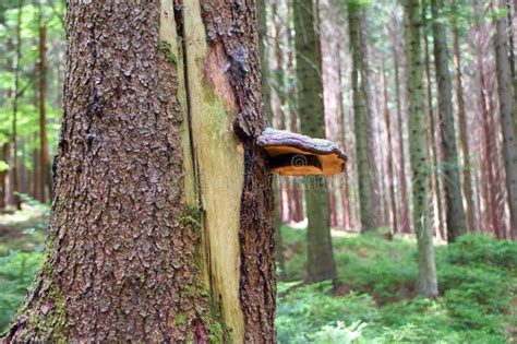 Exploring the Cultural and Historical Significance of Dreams Associated with Verdant Fungus