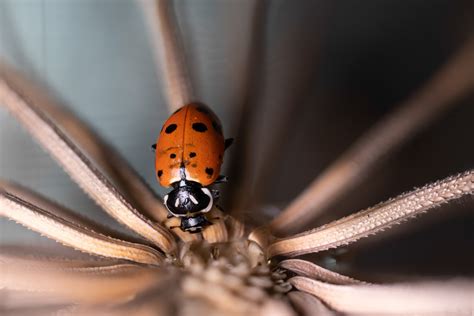 Exploring the Cultural and Historical Significance of Giant Insects