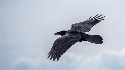 Exploring the Cultural and Mythological References of Crows and Ravens