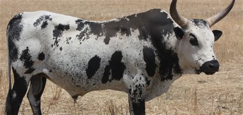 Exploring the Cultural and Spiritual Significance of Bovine Enveloping