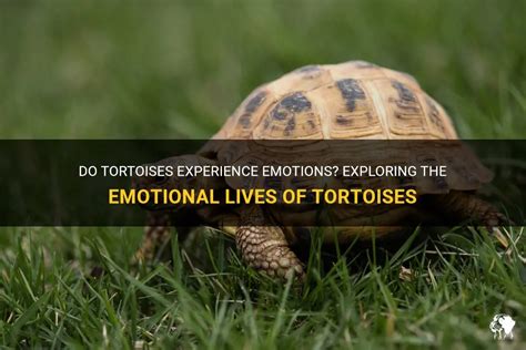 Exploring the Depth of Emotions: Tortoise as a Symbol of Emotional Stability