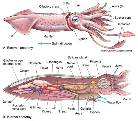 Exploring the Depths: Mysterious Environments Where Enormous Cephalopods Reside