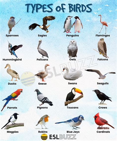 Exploring the Different Types of Avian Species and Their Significance in Dream Interpretation