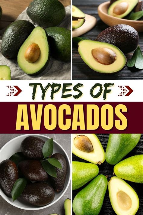 Exploring the Different Varieties of Amazing Avocado