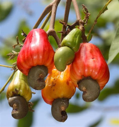 Exploring the Distinctive Varieties of Cashew Fruit: Discovering Their Unique Characteristics