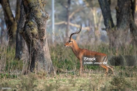 Exploring the Diverse Habitats of Untamed Migrations