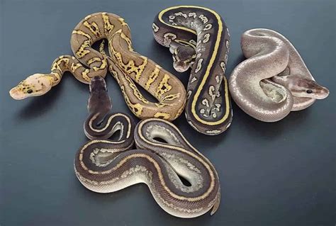 Exploring the Diverse World of Ball Python Morphs: Discovering Striking Patterns and Fascinating Colors