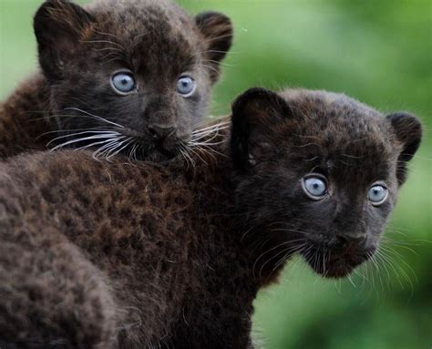 Exploring the Early Life of Panther Cubs: A Journey into Their Habitat