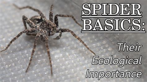 Exploring the Ecological Significance of Crab Spiders