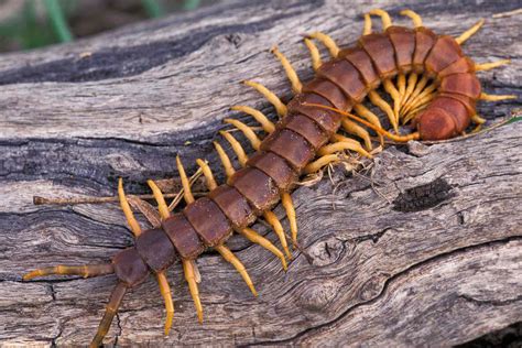 Exploring the Ecology and Habitat of Enormous Centipedes