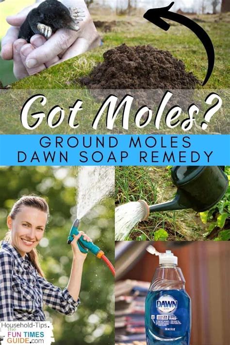 Exploring the Effectiveness of DIY Approaches: Can You Really Eliminate Moles at Home?