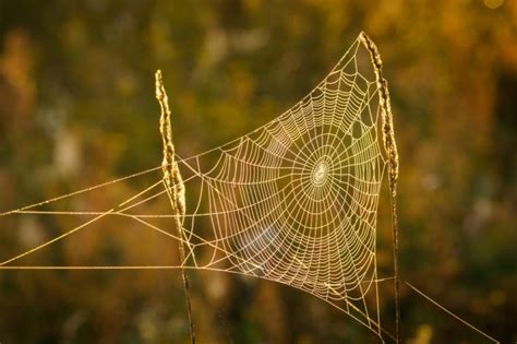 Exploring the Elaborate Patterns of Pale Arachnid Webs in Dreamy Visions