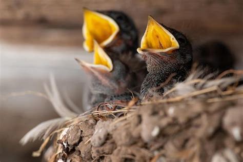 Exploring the Emotional Connections with the Birth of Avian Creatures