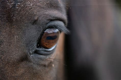 Exploring the Emotional Connotations of an Ailing Pale Equine Vision